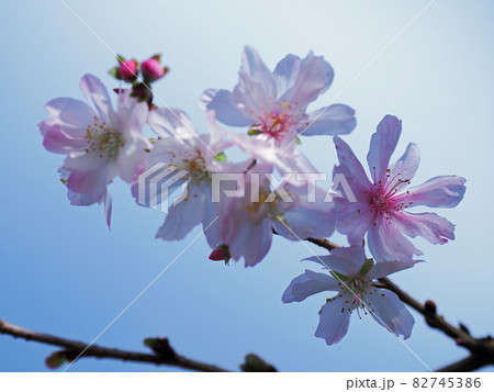 十月桜 82745386