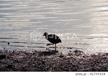 水際を歩く鳥 水際を歩く鳥 82745428