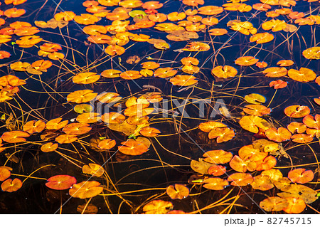 群馬県　秋の尾瀬ヶ原 82745715