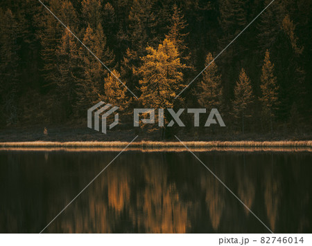 Yellow larch trees reflection in water. Dark surface of lake. 82746014