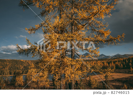 Trunk of yellow larch tree. Long branches 82746015