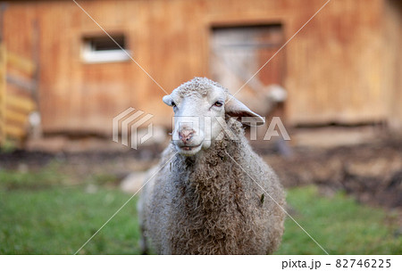 White curly sheep behind a wooden paddock in the countryside. Sheep and lambs graze on the green grass. Sheep breeding. Housekeeping. White curly sheep behind a wooden paddock in the countryside. Sheep and lambs graze on the green grass. Sheep breeding. Housekeeping. 82746225