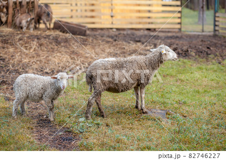 White curly sheep behind a wooden paddock in the countryside. Sheep and lambs graze on the green grass. Sheep breeding. Housekeeping. White curly sheep behind a wooden paddock in the countryside. Sheep and lambs graze on the green grass. Sheep breeding. Housekeeping. 82746227