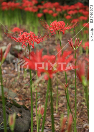 彼岸花 82746672