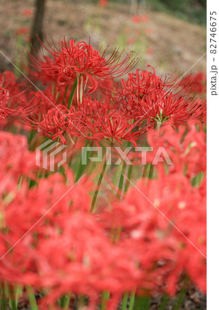 彼岸花 82746675