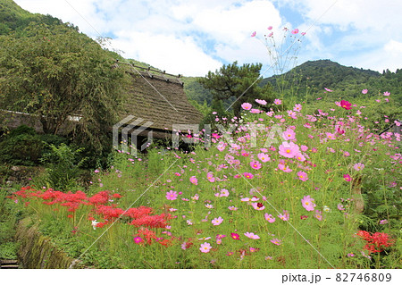 美山 かやぶきの里 コスモスと彼岸花 【京都府】 美山 かやぶきの里 コスモスと彼岸花 【京都府】 82746809