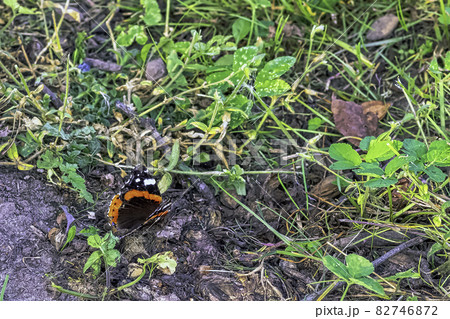 Vanessa atalanta known as red admiral or red admirable Vanessa atalanta known as red admiral or red admirable 82746872