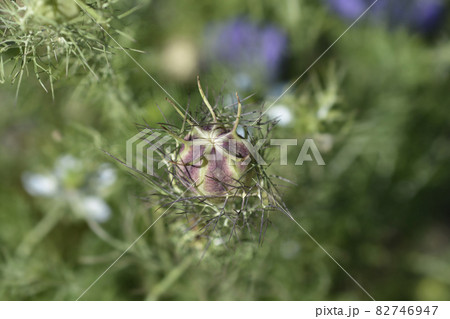 Love-in-a-mist Shorty Blue fruit 82746947