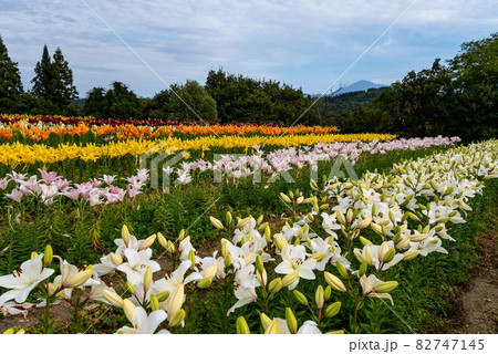 月岡公園(新潟県魚沼市)のユリ畑「 月岡公園(新潟県魚沼市)のユリ畑「 82747145