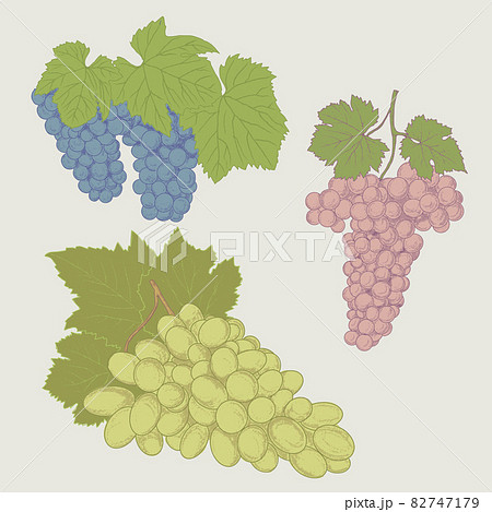 Vintage bunch of grapes. 82747179