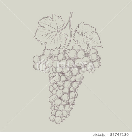 Vintage bunch of grapes. 82747180