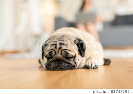 Sleep dog close eyes lying relax on floor,Cute pug sleep deep breathing and resting with funny face,Adorable Sleep dog Concept 82747295