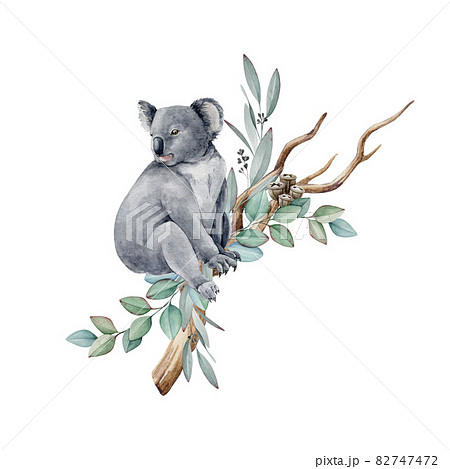 Koala animal watercolor illustration. Grey wild... - Stock ...