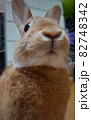 お鼻ピクピクうさぎのアップ画像 82748342