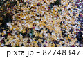 秋真っ盛りの秋川渓谷で見つけた落ち葉のじゅうたん 82748347
