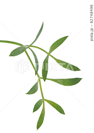 辛くてスパイシーな味のシーフェンネル 辛くてスパイシーな味のシーフェンネル 82748496