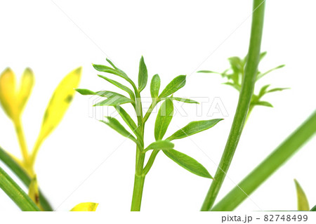 辛くてスパイシーな味のシーフェンネル 82748499