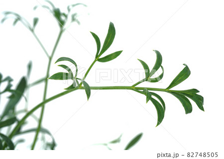 辛くてスパイシーな味のシーフェンネル 82748505