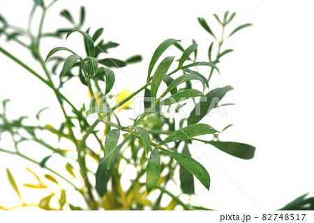 辛くてスパイシーな味のシーフェンネル 82748517