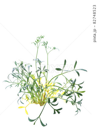 辛くてスパイシーな味のシーフェンネル 辛くてスパイシーな味のシーフェンネル 82748523