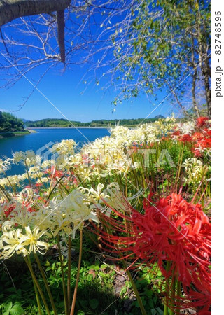 宝山湖の彼岸花2021⑤【香川県三豊市】 宝山湖の彼岸花2021⑤【香川県三豊市】 82748596