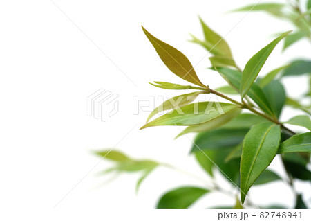 花が咲いてないシナモンマートルの写真素材 7441 花が咲いてないシナモンマートルの写真素材 7441