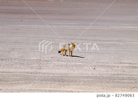 Andean fox close up,Bolivia Andean fox close up,Bolivia 82749063
