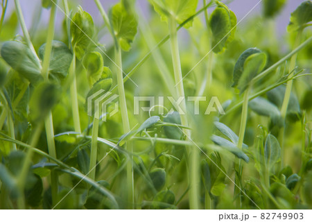 Pea greens close up. Growing shoots of a green plant. Abstract background, texture 82749903