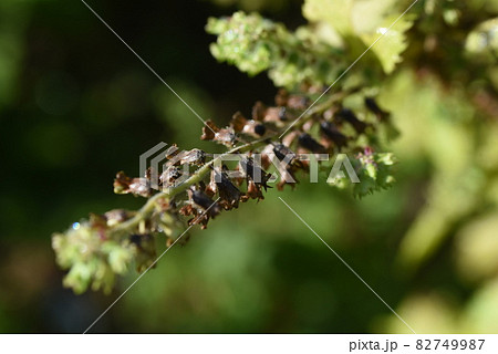 シソの実の収穫 82749987