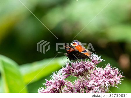 蔵王中央高原　ヨツバヒヨドリを吸蜜するクジャクチョウ 82750854