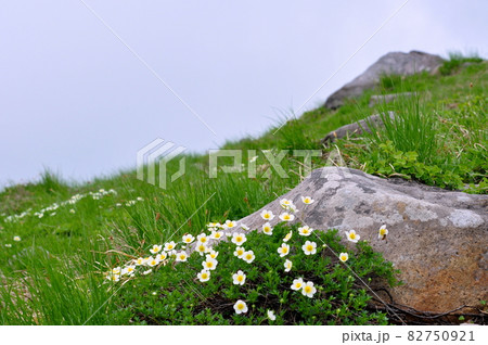 山形県 月山の花 チングルマ 山形県 月山の花 チングルマ 82750921