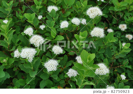 山形県　月山の花　イワシモツケ 82750923