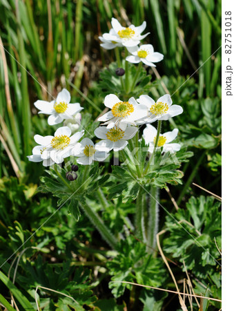 山形県　月山の花　ハクサンイチゲ 82751018