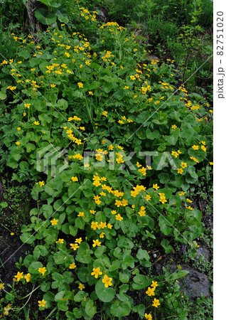 月山の花 エゾノリュウキンカ 月山の花 エゾノリュウキンカ 82751020