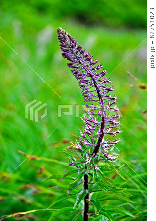 山形県　月山の花　ハクセンナズナ 82751023