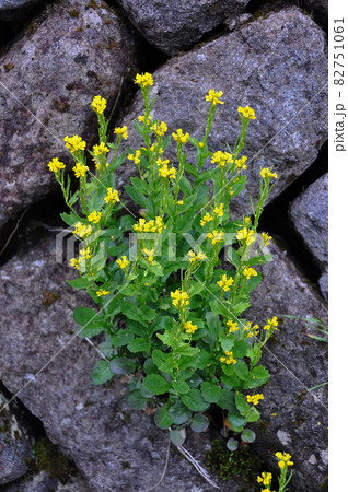 山形県　月山の花　ヤマガラシ 82751061
