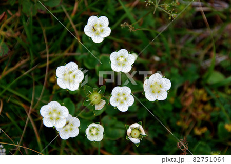 山形県 月山の花 コウメバチソウ 山形県 月山の花 コウメバチソウ 82751064