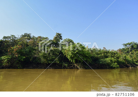 Pantanal forest ecosystem, Mato Grosso, Brazil Pantanal forest ecosystem, Mato Grosso, Brazil 82751106
