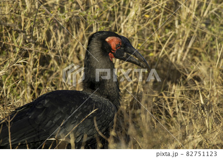 Southern ground hornbill,Bucorvus leadbeateri, Kruger National Park,South Africa Southern ground hornbill,Bucorvus leadbeateri, Kruger National Park,South Africa 82751123