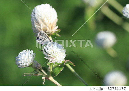 ヤマトシジミ 82751177