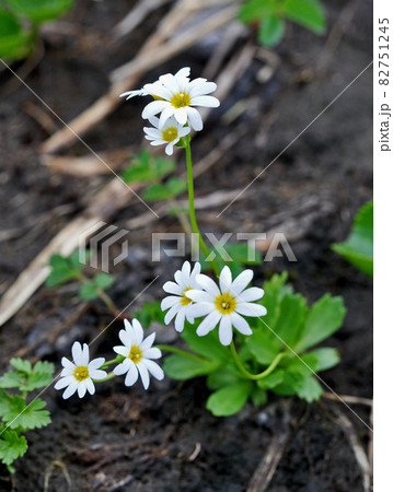 山形県 月山の花 ヒナザクラ 山形県 月山の花 ヒナザクラ 82751245