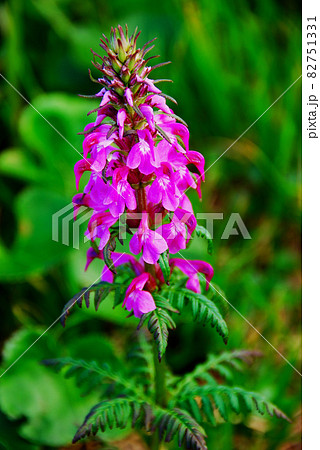 山形県　月山の花　ヨツバシオガマ 82751331