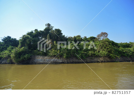 Pantanal forest ecosystem, Mato Grosso, Brazil Pantanal forest ecosystem, Mato Grosso, Brazil 82751357
