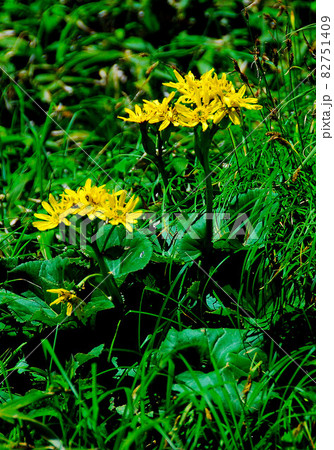 山形県 月山の花 トウゲブキ 山形県 月山の花 トウゲブキ 82751409