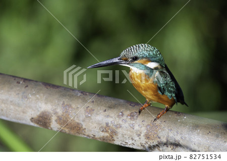 川辺にとまったカワセミ 82751534