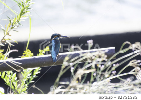 川辺にとまったカワセミ 82751535