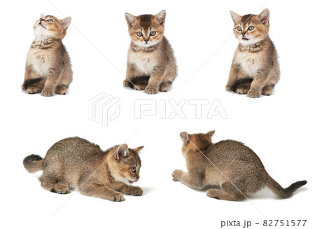 Kitten Scottish chinchilla straight sits on a white isolated background. Animal in different poses Kitten Scottish chinchilla straight sits on a white isolated background. Animal in different poses 82751577