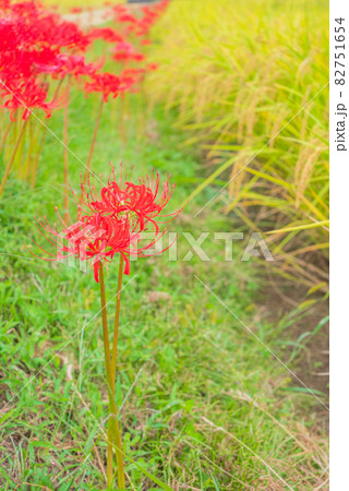 畔に咲く曼珠沙華【秋の安曇野】 畔に咲く曼珠沙華【秋の安曇野】 82751654