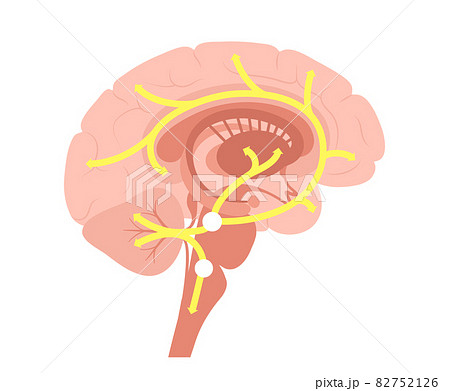 Serotonin pathway in brain Serotonin pathway in brain 82752126