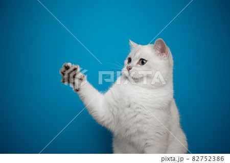 playful white cat raising paw showing claws on blue background playful white cat raising paw showing claws on blue background 82752386